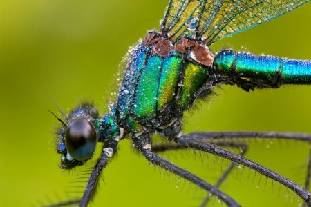 Fotos macro de insetos 11
