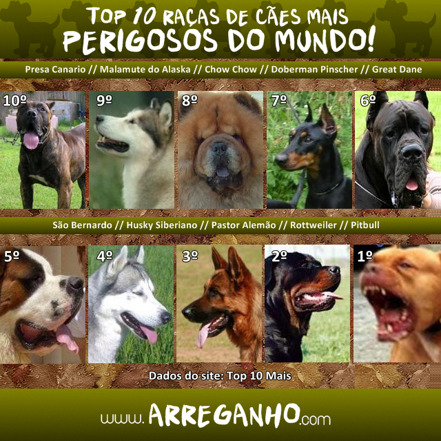 Raca De Cachorro Mais Perigosa Do Mundo