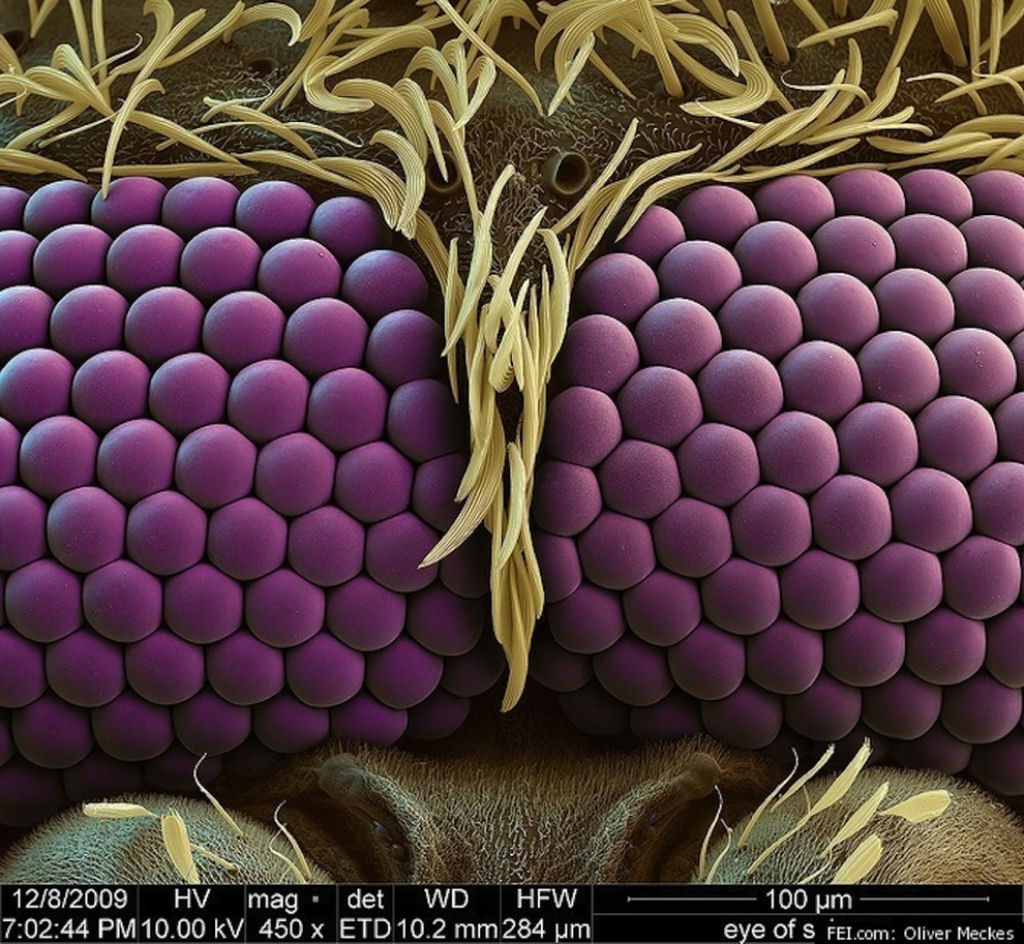 10 Coisas Incríveis Vistas Por Um Microscópio