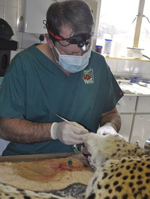 Gerhard Steenkamp, O Dentista De Animais Selvagens
