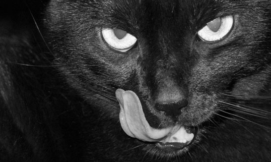 gato