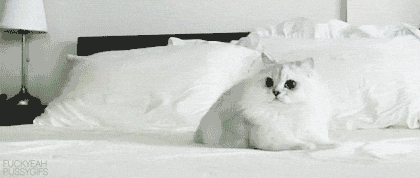 gato03