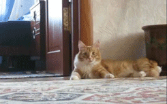 gato06