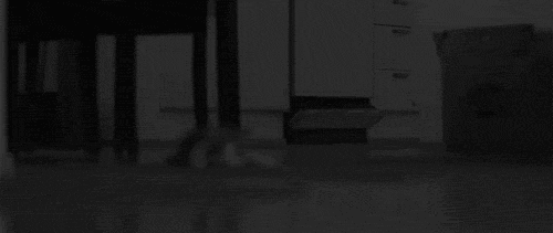 gato07