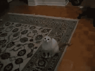 gato08