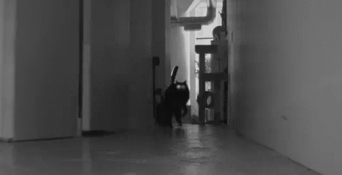 gato09