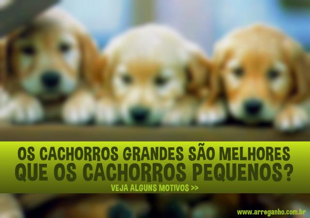 Cachorros grandes são melhores que cachorros pequenos?