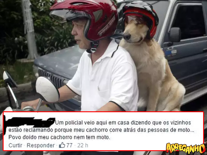 Quem disse que é o meu cachorro?