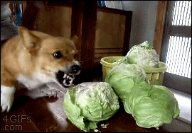 Cachorro super dócil