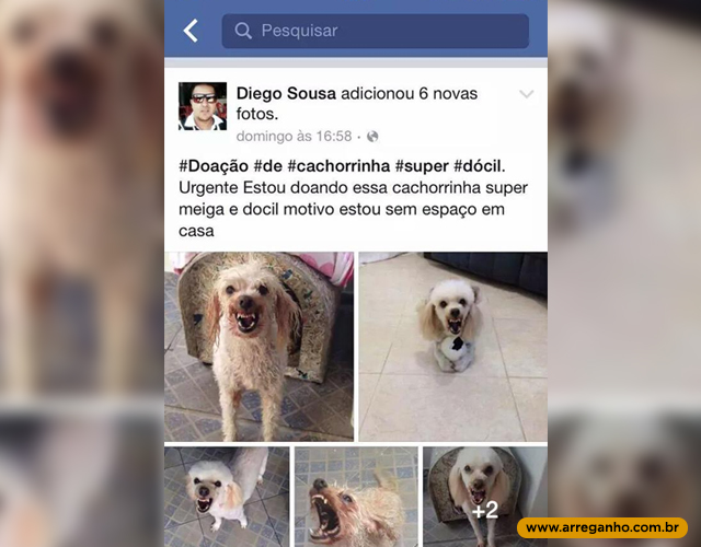 Cachorro super dócil