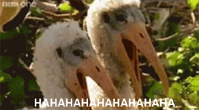 laughing-birds-1-o