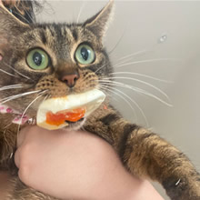 40 animais que foram pego em flagrante cometendo roubo de comida 40 animais que foram pego em flagrante cometendo roubo de comida